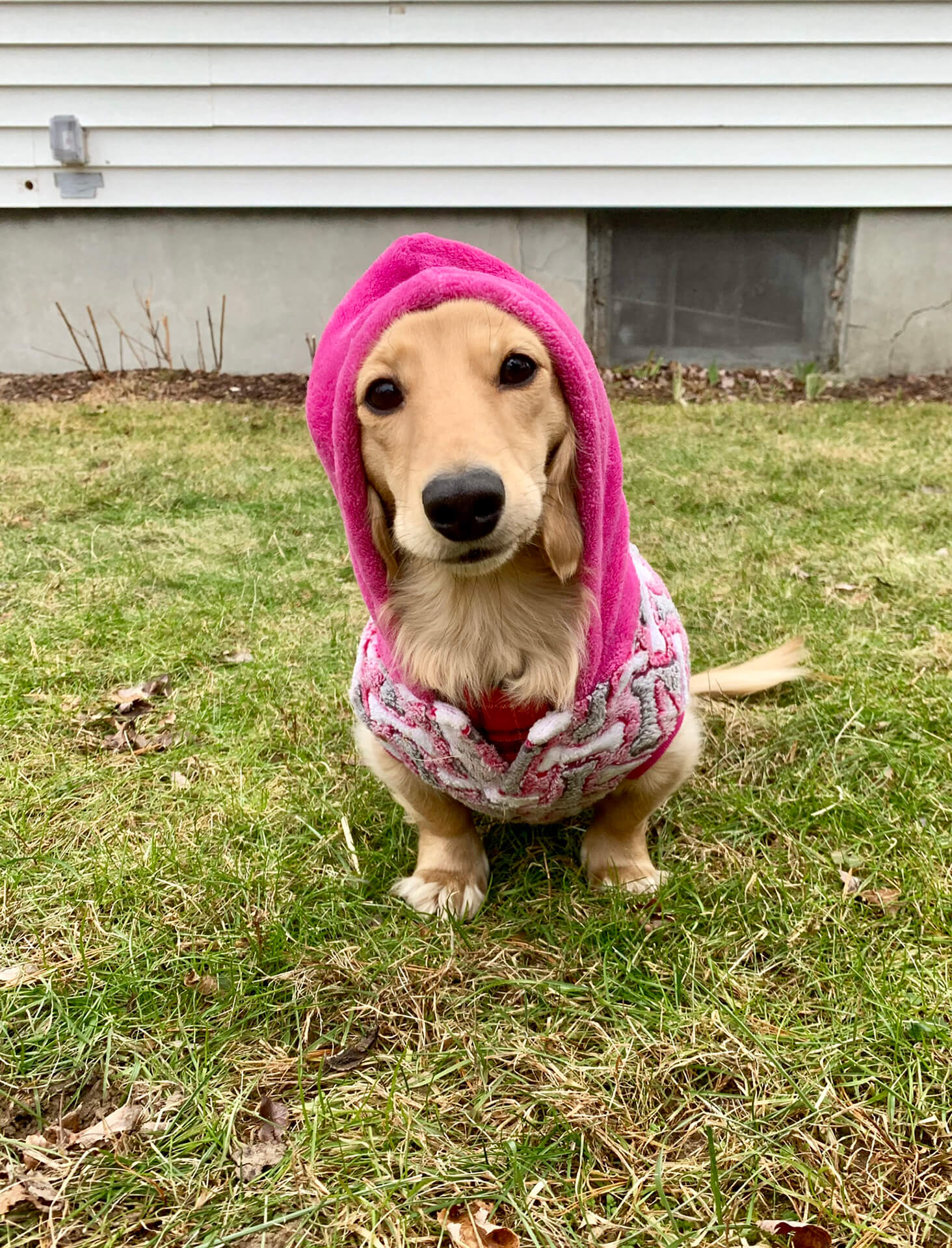 Dog wearing a sweater with a hood