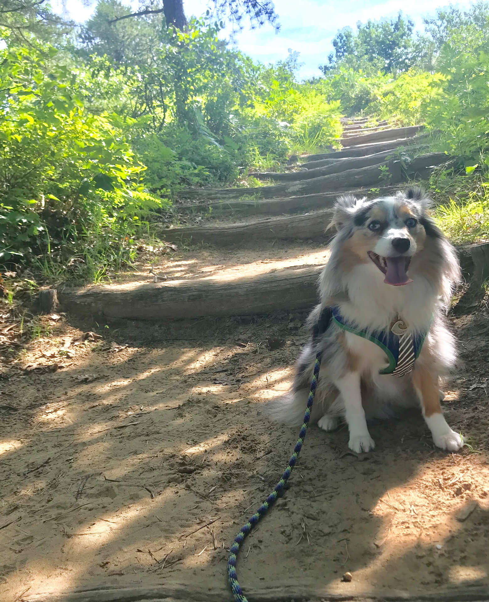 Dog in the shade on a trail