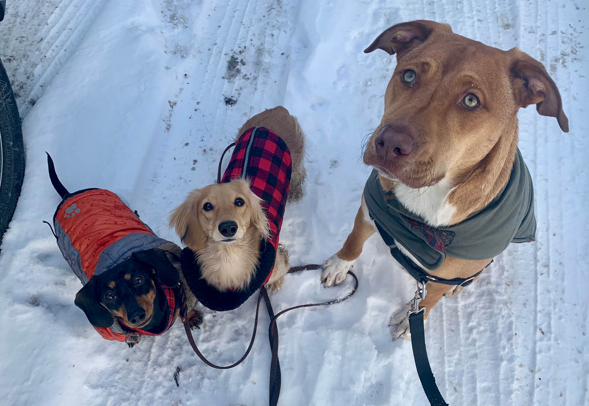 Three dogs geared up for the snow